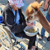 Mit Alpakas für kurze Zeit dem Leid entfliehen