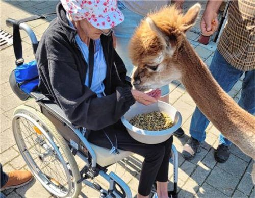 Inge freundet sich mit den Alpakas auf dem Hof von Hubert Held an.Foto BRK Herzenswunsch Hospizmobil