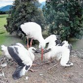 Pitti und Platsch kurz vor der ersten Flugstunde