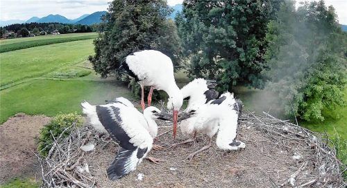Jetzt gibt‘s Futter: Die beiden Kolbermoorer Jungstörche Pitti und Platsch entwickeln sich prächtig. Foto www.storchennest-kolbermoor.de