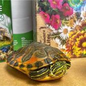 Wo darf Knirpsi wachsen?