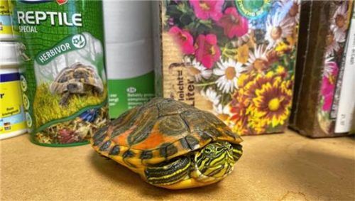 Knirpsi ist seit 2023 im Tierheim. Foto re