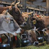 Tierschutz in der Landwirtschaft