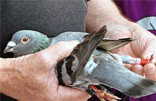 Mit der Beringung der Brieftauben können Züchter und Besitzer ausfindig gemacht werden. Foto stache