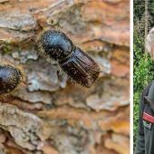Borkenkäferalarm im Chiemgau