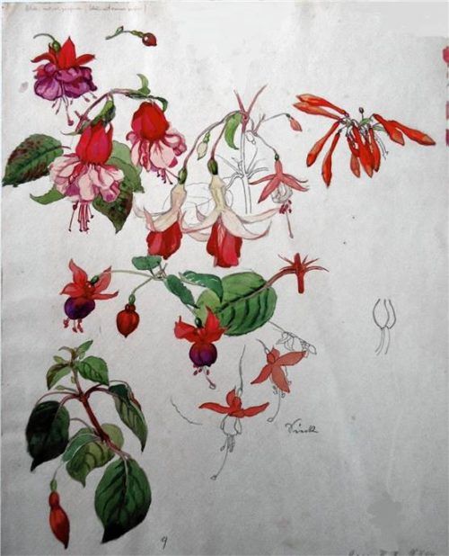 Rudolf Sieck: „Fuchsien“, Mischtechnik, um 1930 bis 1940. Foto re