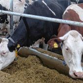 Ermittlungen gegen Aiblinger Landwirt