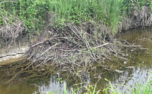 Thalkirchener Ache am nördlichen Simsseeufer: Ist das eine Biberburg? Foto Blum