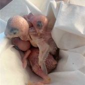 Trauriger Vogelfund in Rosenheim beschäftigt Polizei