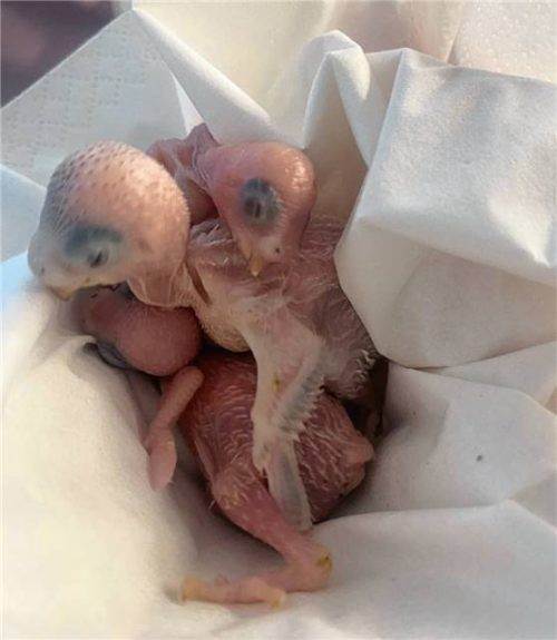 Unbekannte Täter haben in Rosenheim mehrere Vogelküken ausgesetzt. Diese zwei Wellensittiche überlebten, zusammen mit zwei weiteren Artgenossen. Foto Wildvogelhilfe Roßhart