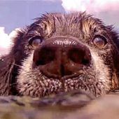„Familie oder Hund, was ist wichtiger?“