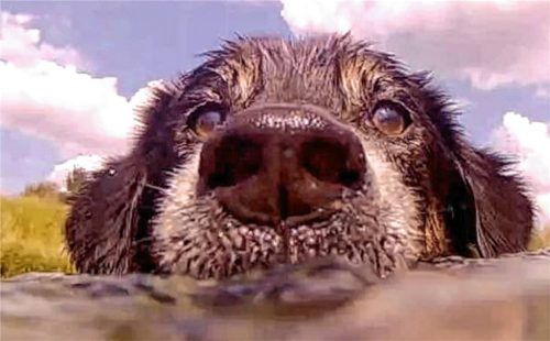 Viele Hunde baden gerne. (Symbolfoto) Foto Re