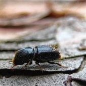 Warnung vor drohender Borkenkäfer-Invasion