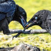 Aibling begrüßt mögliche Krähenjagd