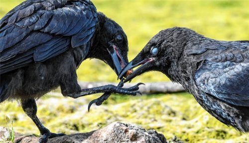 Zwei Krähen zanken sich um ein Stück Futter, das eine Krähe fest im Schnabel hält. Foto dpa