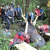 Dramatische Pferderettung in Uffing