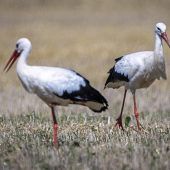 Tödliche Gefahr für Störche