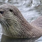 Verbände kämpfen für Fischotter