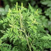 Gefräßige Frösche und Muschel-Verstopfung