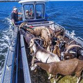 Ziegen als Helfer auf der Vogelinsel Walfisch