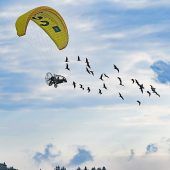 Eigenwillige Waldrappe