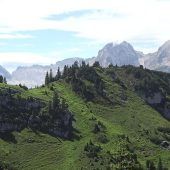 15 Rinder stürzen in Panik in den Tod