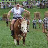 Hier sind die Ochsen los!