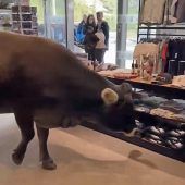 Kommt eine Kuh ins Sportgeschäft…