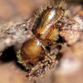 Verschnaufpause für Waldbesitzer