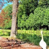 Alle meine Entchen … schlafen