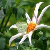 Kaiserwetter für Schmetterlinge