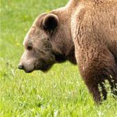 Bär an der Winklmoosalm unterwegs? Tierhaar-Tests sollen Gewissheit bringen