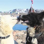 Per Hundeschlitten durch Grönland