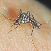 Kampf gegen die Tigermücke