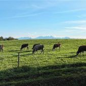 Nach Fotos aus Stall: Landwirt angezeigt
