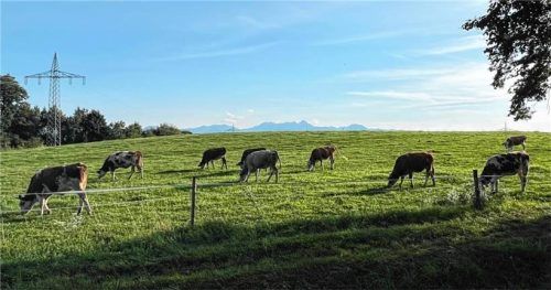 Auch Weidehaltung gehört zum Leben der Stephanskirchener Rinder. Leider hat die „Hinweisgeberin“ der Tierrechtsorganisation diese Seite des Gesamtkonzeptes der Kombinationshaltung nicht abgebildet. Foto Kathrin Gerlach