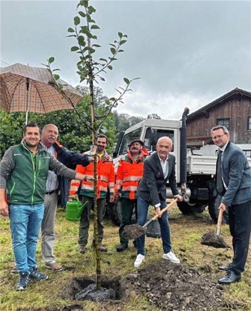 Baumpflanzung bei strömendem Regen: (von links) Juniorchef Stefan Ganslmaier von der gleichnamigen Landschaftsgärtnerei aus Rott, die den Baum gestiftet hat, Kirchenpfleger Norbert Kotter, Stadtgärtner Andreas Arnold, Christian Hilz vom Bauhof, Kolpingsvorsitzender Franz Besel und Bürgermeister Stephan Schlier. Foto Kotter