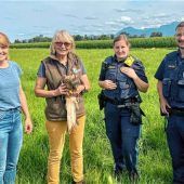 Rotmilan gerettet und wieder frei