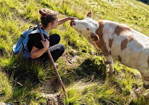 Der Tag beginnt und endet beim Almvieh. Fotos Hötzelsperger