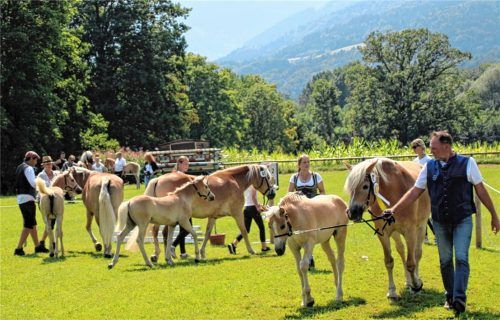 Die Sieger- und Reservesiegerpferde verließen mit Gesamtpunkten über 90 nach einem spannenden Finalring den Turnierplatz mit Schärpe um den Hals. Foto Strim