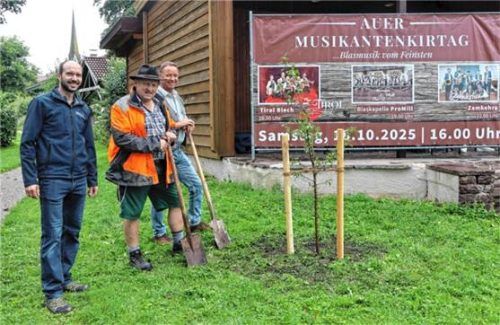 Dirigent Michael Mayer sowie Musiker wie Martin Maier und Christian Seebacher (von links) pflanzten einen Zwetschgenbaum am Auer Musikpavillon. Foto strim