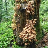 Das Schwammerl-Paradies in den Bergen