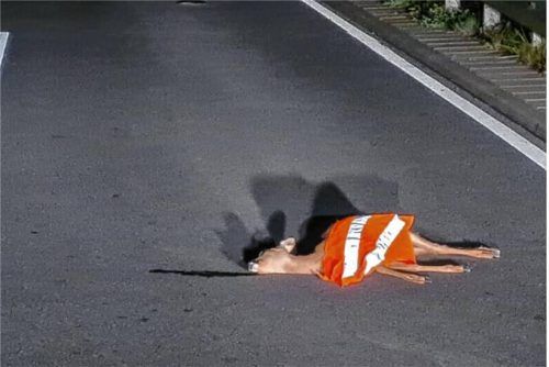 Eine Frau aus Bad Endorf sucht nach einem Wildunfall (Symbolbild) nach den Menschen, die ihr nach dem Zusammenstoß geholfen haben, um Danke zu sagen. Foto dpa