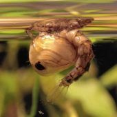 Luftschlacht gegen die Stanzen