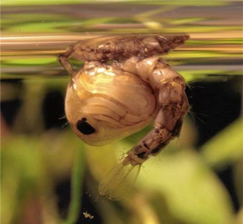 Eine Stechmückenpuppe hängt an der Wasseroberfläche des Chiemsees – unmittelbar vor dem Schlupf. Foto Imago