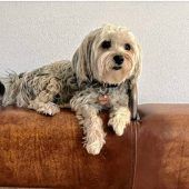 Hund in Chieming totgefahren – Fahrer flüchtet