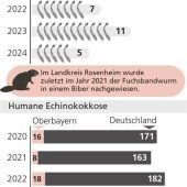 Fuchsbandwurm-Infektion – selten, aber riskant