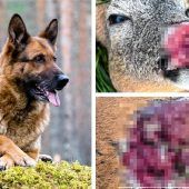 Brutale Hunde-Attacke auf Rehbock?