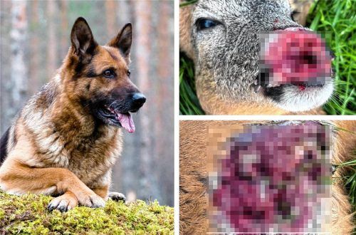 Hat ein Hund (Symbolbild) diesem Rehbock in Bad Aibling die furchtbaren Verletzungen zugefügt? Fotos imago/re