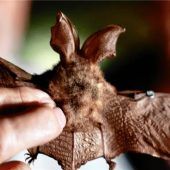 Fledermausnacht im Stadtteilgarten